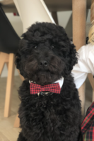 Cockapoo Roy Cockapoo Roy